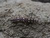 ston-2_kacica_ploscata_bb_Polydesmus_sp__IMG_1762a.jpg