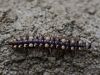 ston-2_kacica_ploscata_bc_Polydesmus_sp__IMG_1762aa.jpg