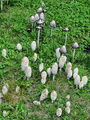 tintnica_velika_a_Coprinus_comatus_a_DSC03070.jpg
