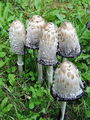 tintnica_velika_b_Coprinus_comatus_b_DSC03069.jpg