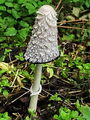 tintnica_velika_c_Coprinus_comatus_c_DSC03026.jpg
