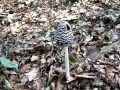 tintovka_pisana_a_Coprinopsis_picacea_2013_09070091.jpg