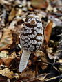 Filename=tintovka_pisana_b_Coprinopsis_picacea_DSC03021.jpg
Filesize=265KB
Dimensions=675x900
Date added=Jan 10, 2010 tintovka_pisana_b_Coprinopsis_picacea_DSC03021.jpg