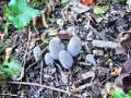 Filename=tintovka_plisasta_a_Coprinopsis_lagopus_2013_07130016.jpg
Filesize=337KB
Dimensions=900x675
Date added=Dec 02, 2014 tintovka_plisasta_a_Coprinopsis_lagopus_2013_07130016.jpg