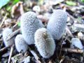 Filename=tintovka_plisasta_b_Coprinopsis_lagopus_2014_10120046.jpg
Filesize=221KB
Dimensions=900x675
Date added=Dec 02, 2014 tintovka_plisasta_b_Coprinopsis_lagopus_2014_10120046.jpg