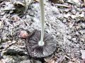 Filename=tintovka_plisasta_e_Coprinopsis_lagopus_2013_07130016.jpg
Filesize=335KB
Dimensions=900x675
Date added=Dec 02, 2014 tintovka_plisasta_e_Coprinopsis_lagopus_2013_07130016.jpg