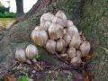 tintovka_rjavoluska_a_Coprinopsis_romagnesiana_2010_10310024.jpg