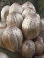 tintovka_rjavoluska_b_Coprinopsis_romagnesiana_2010_10310028.jpg