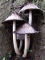 Filename=tintovka_rjavoluska_c_Coprinopsis_romagnesiana_2010_11090027.jpg
Filesize=208KB
Dimensions=675x900
Date added=Nov 13, 2010 tintovka_rjavoluska_c_Coprinopsis_romagnesiana_2010_11090027.jpg