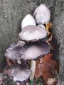 tintovka_rjavoluska_d_Coprinopsis_romagnesiana_2010_11090024.jpg
