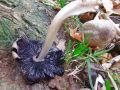 tintovka_rjavoluska_e_Coprinopsis_romagnesiana_2010_11090026.jpg