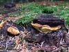 Filename=tramovka_diseca_f_Gloeophyllum_odoratum_2014_08090046.JPG
Filesize=479KB
Dimensions=900x675
Date added=Jan 02, 2016 tramovka_diseca_f_Gloeophyllum_odoratum_2014_08090046.JPG