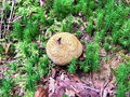 trdokoznica_navadna_a_Scleroderma_citrinum_2009_09170006.jpg