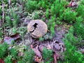 trdokoznica_navadna_b_Scleroderma_citrinum_2009_09210020.jpg