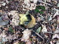 trdokoznica_navadna_c_Scleroderma_citrinum_2009_09240095a.jpg