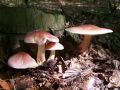 trhlenka_rdeckasta_a_Tricholomopsis_rutilans_2010_09290065.jpg