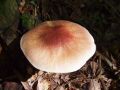 trhlenka_rdeckasta_b_Tricholomopsis_rutilans_2010_09290066.jpg