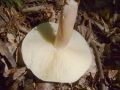 trhlenka_rdeckasta_c_Tricholomopsis_rutilans_2010_09290067.jpg