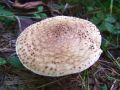 Filename=trnovka_hrapava_c_Echinoderma_asperum_2012_10050002a.jpg
Filesize=185KB
Dimensions=900x675
Date added=Oct 10, 2012 trnovka_hrapava_c_Echinoderma_asperum_2012_10050002a.jpg