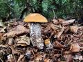 Filename=turek_brezov_a_Leccinum_versipelle_.jpg
Filesize=316KB
Dimensions=900x675
Date added=Nov 14, 2013 turek_brezov_a_Leccinum_versipelle_.jpg