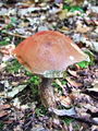 turek_trepetlikov_b_Leccinum_auranticum_2009_10030018.JPG