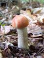 turek_trepetlikov_c_Leccinum_auranticum_2012_10040055.jpg