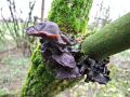 Filename=uhljevka_bezgova_bc_Auricularia_auricula-judae_2014_02200003a.jpg
Filesize=223KB
Dimensions=900x675
Date added=Feb 23, 2014 uhljevka_bezgova_bc_Auricularia_auricula-judae_2014_02200003a.jpg