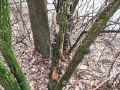 Filename=uhljevka_bezgova_bd_Auricularia_auricula-judae_2014_02210008a.jpg
Filesize=370KB
Dimensions=900x675
Date added=Feb 23, 2014 uhljevka_bezgova_bd_Auricularia_auricula-judae_2014_02210008a.jpg