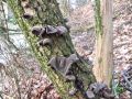 Filename=uhljevka_bezgova_be_Auricularia_auricula-judae_2014_02210010a.jpg
Filesize=295KB
Dimensions=900x675
Date added=Feb 23, 2014 uhljevka_bezgova_be_Auricularia_auricula-judae_2014_02210010a.jpg