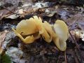uho_oslovsko_a_Otidea_onotica_2010_09290062.jpg