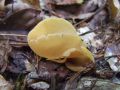 uho_oslovsko_b_Otidea_onotica_2010_09290063.jpg