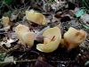 uho_oslovsko_d_Otidea_onotica_2014_08090016a.jpg