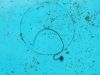 ziva_nit_bb_Spinochordodes_sensu_lato_2011_07210036.JPG