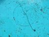 ziva_nit_bc_Spinochordodes_sensu_lato_2011_07210037.JPG