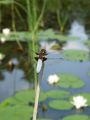 zuze_2-01_205_Ploscec_modri_samec_bc_Libellula_depressa_DSC00112a.jpg