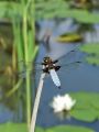 zuze_2-01_205_Ploscec_modri_samec_bd_Libellula_depressa_DSC09468a.jpg