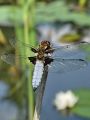 zuze_2-01_205_Ploscec_modri_samec_be_Libellula_depressa_DSC09470a.jpg
