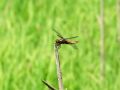 zuze_2-01_205_Ploscec_modri_samica_ba_Libellula_depressa_2009_06100016a.jpg