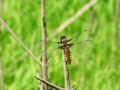 zuze_2-01_205_Ploscec_modri_samica_bb_Libellula_depressa_2009_06100017a.jpg