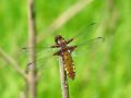 zuze_2-01_205_Ploscec_modri_samica_bc_Libellula_depressa_2009_06100019a.jpg