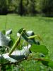 zuze_2-06_01_Bogomolka_navadna_ba_Mantis_religiosa_DSC03238.JPG