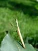 zuze_2-06_01_Bogomolka_navadna_bb_Mantis_religiosa_DSC03244.JPG