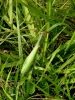 zuze_2-06_01_Bogomolka_navadna_bc_Mantis_religiosa_DSC02960.JPG