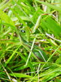 zuze_2-06_01_bogomolka_navadna_aa_Mantis_religiosa_DSC02959.jpg