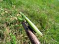 zuze_2-06_01_bogomolka_navadna_ab_Mantis_religiosa_2010_08210035.jpg