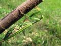 zuze_2-06_01_bogomolka_navadna_ac_Mantis_religiosa_2010_08210036.jpg