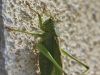 zuze_2-10_1a05_Zelenka_drevesna_bd_Tettigonia_viridissima_IMG_2751a.jpg