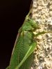 zuze_2-10_1a05_Zelenka_drevesna_be_Tettigonia_viridissima_IMG_2755a.jpg