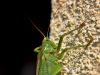 zuze_2-10_1a05_Zelenka_drevesna_bf_Tettigonia_viridissima_IMG_2752a.jpg