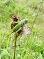 zuze_2-10_1a05_plenilka_travniška_ba_Decticus_verrucivorus_DSC07354.jpg